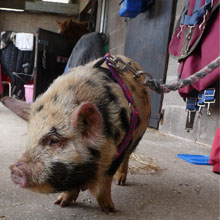 Peter on a tour of Fishers Farm Livery Yard